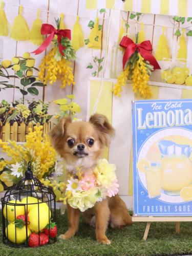 20240417ポン太くん